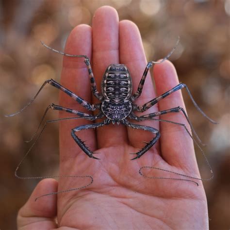Whiptail Scorpion Spider