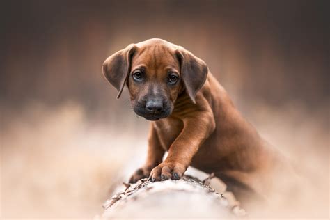 Download Baby Animal Puppy Animal Rhodesian Ridgeback HD Wallpaper