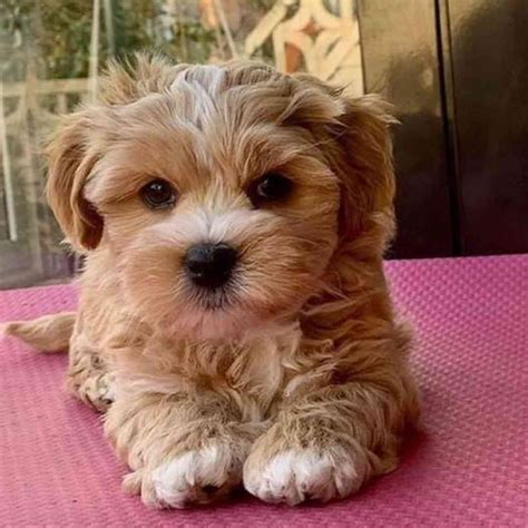 Small Fluffy Dog Breeds