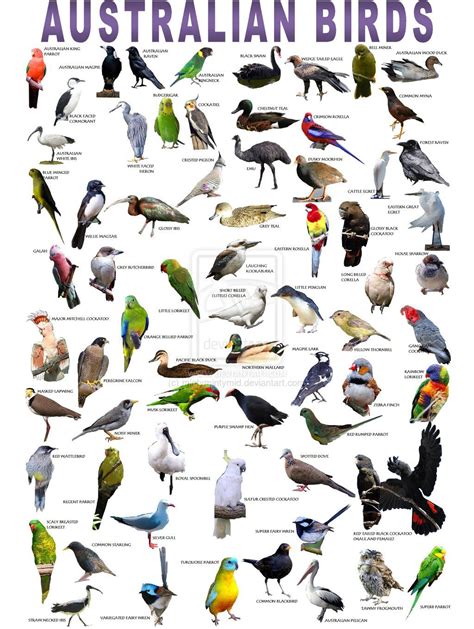 Australian Birds Poster | Australian native birds, Australian native animals, Birds of australia