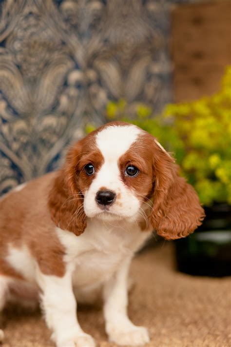 Cavalier king charles spaniel- - thacX