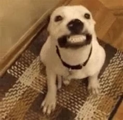 Happy Dog with Mouth Wide Open