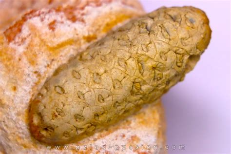 Equicalastrobus upper Eocene Western Sahara, rio del oro Region of ...