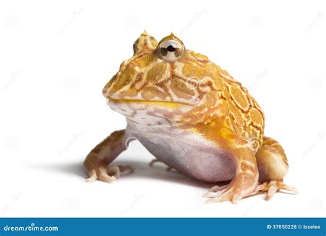 Argentine Horned Frog, Ceratophrys Ornata Stock Photo - Image of ...