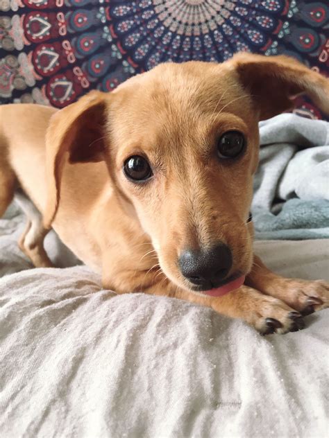 Chiweenie (dachshund chihuahua mix)
