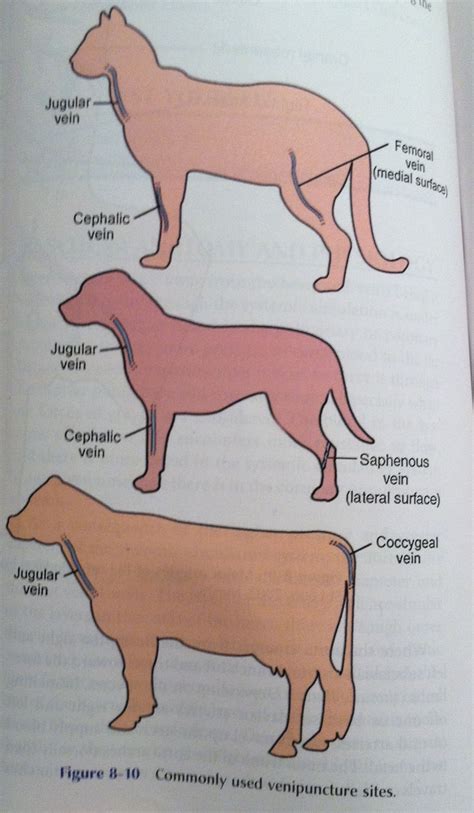 Cephalic Vein Dog Blood Draw - Drawing.rjuuc.edu.np