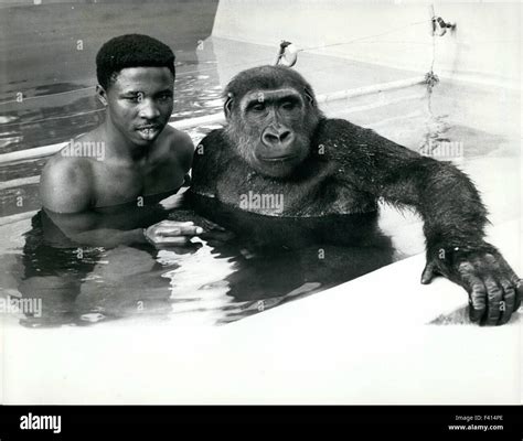 Jan. 10, 1975 - Gorilla Apes his keeper - and learns to Swim: Water ...