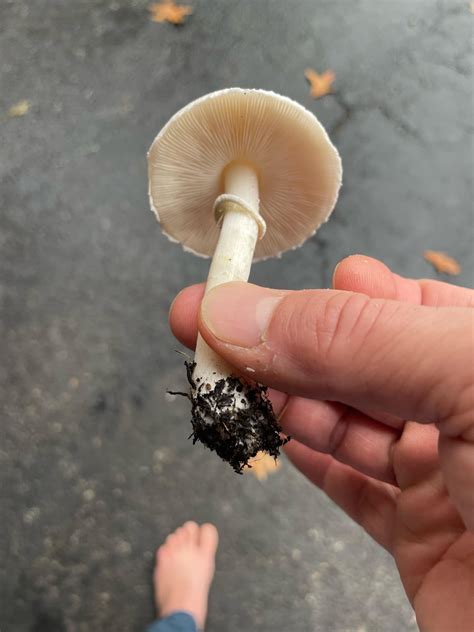 What is it? : r/mycology