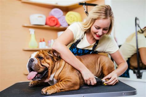 Pet Grooming Insurance | Bethany Insurance Agency - Free Quote