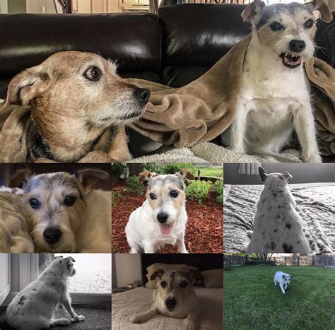 Pet Memorials at Mokena Animal Clinic in Mokena, IL