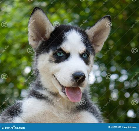 Wolf Hybrid Puppy stock image. Image of husky, siberian - 43235585