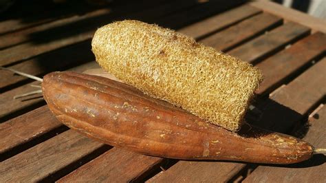 How to Grow Luffa | All-Natural Bath Sponges