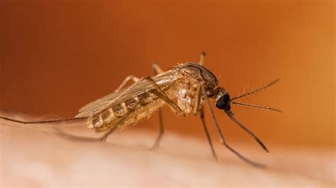 2 Bridgeport attractions have cases of West Nile virus, officials say