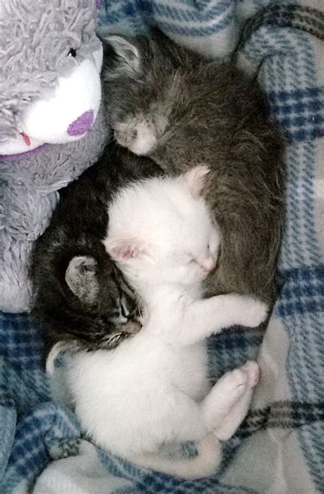 Kitten season is upon us – Red Bluff Daily News