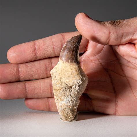 Genuine Mosasaur Dinosaur Tooth and Root with Acrylic Display Stand ...
