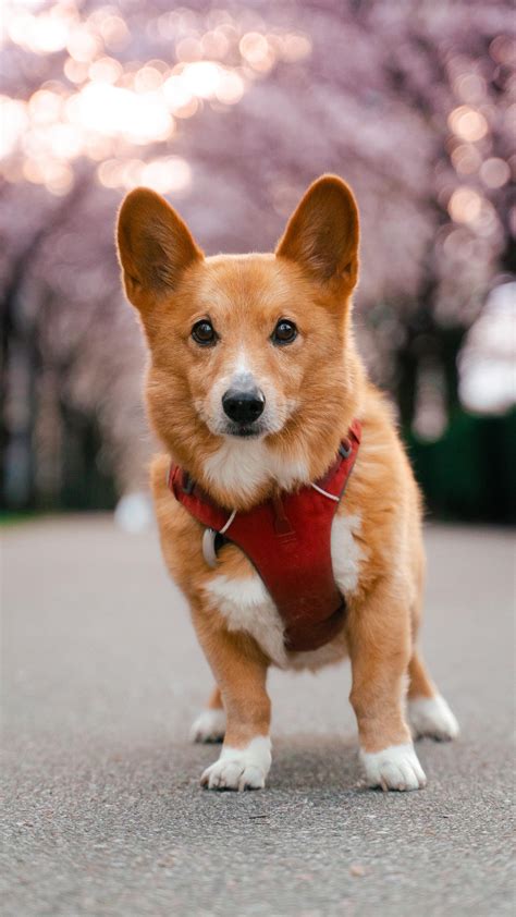 Chaotic Blossom Onlyfans