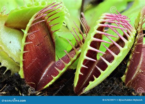 Venus flytrap stock image. Image of muscipula, plant - 67672971
