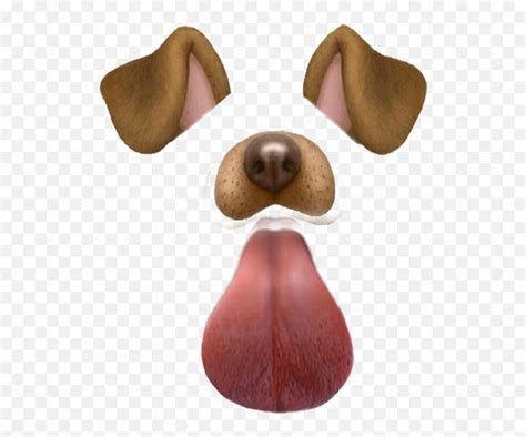 Photo Filter For Dogs at Zane Hodge blog