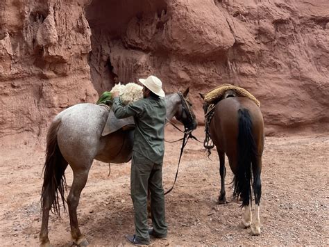 Strawberry Roan Horses - The Equinest