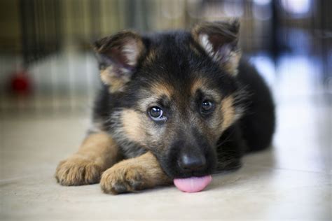 German Shepherd Puppies Wallpapers - Top Free German Shepherd Puppies ...