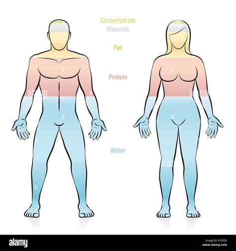 Composition of the main molecules that compose a normal weight person ...
