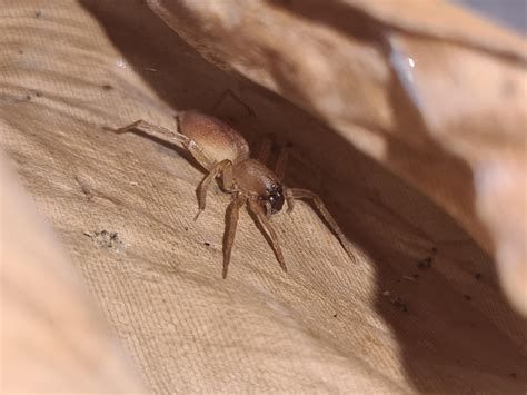 Endangered Rosser's sac spider? : r/insects