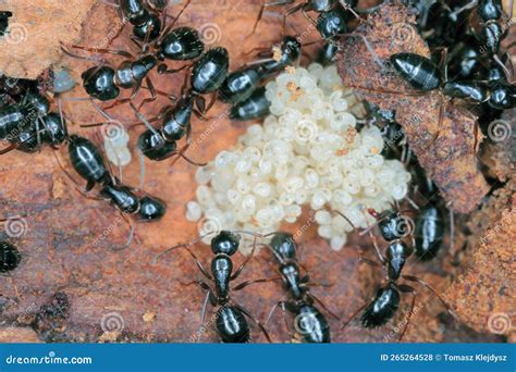 Black Ants (Camponotus) and Larvae. Stock Photo - Image of black ...