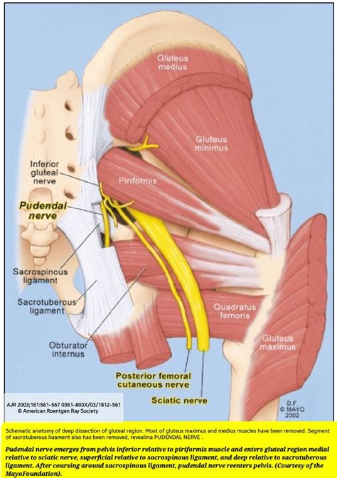 Dr.OMID BANDARCHI ,M.D. on Twitter: " ️Magnificent👌 PUDENDAL NERVE ...