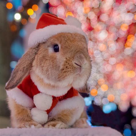 Christmas rabbit | Pet bunny, Funny bunnies, Cute bunny