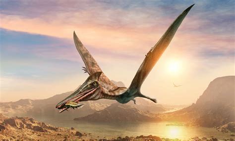 Pterosaur vs Pterodactyl: What's the Difference? - A-Z Animals