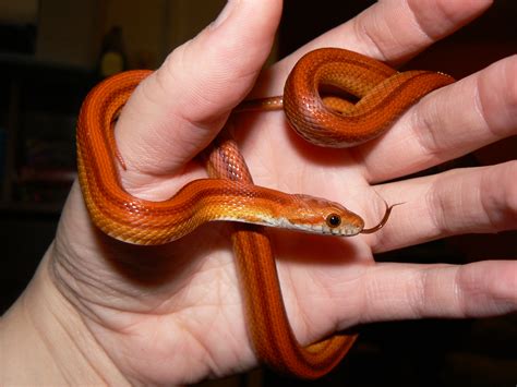 Corn Snake Michigan at Tamara Ruby blog