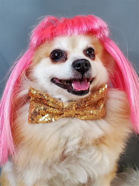 Set Wig and Bow Tie Hot Pink Color Wig for Dog or Cat | Etsy