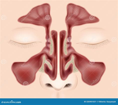 Nasal Sinuses Anatomy Medical Vector Illustration. Anatomy Paranasal Sinuses. Stock Vector ... - illustration of sinuses