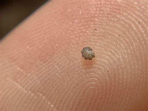 A very very very tiny roly poly : r/tinyanimalsonfingers