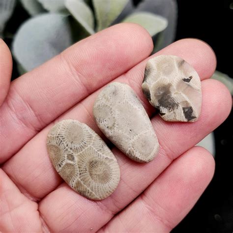 Petoskey Stone Polished Specimens From Michigan - Petoskey Stone ...