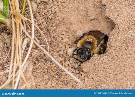 Honey Bee Nest In Ground
