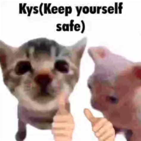 keep yourself safe :) 🐱 | Funny looking cats, Funny cats, Silly cats ...