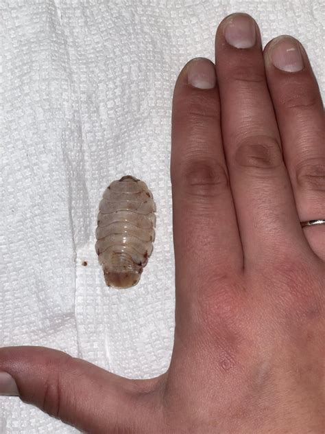 girl dinner~ : r/isopods