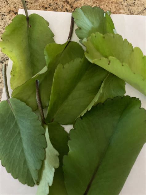 Leaf of Life Mexican Love Leaf Leaf of Life Live Plant Bryophyllum ...