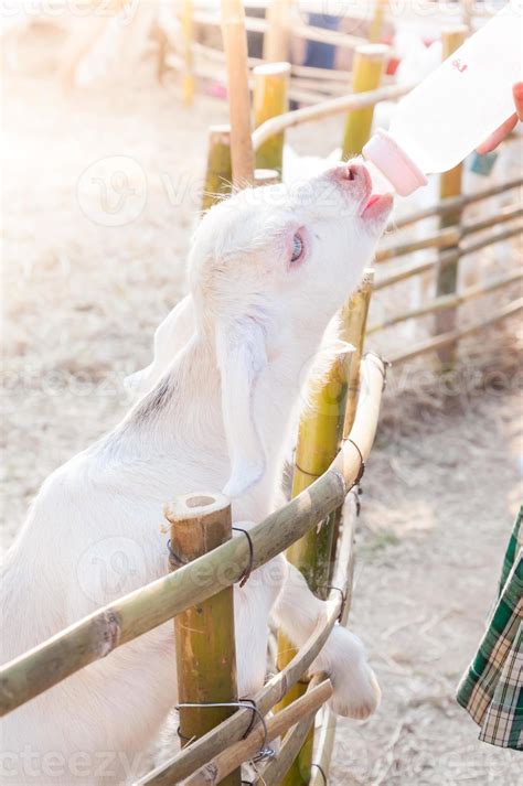 feeding baby goat with milk bottle at farm,Feed the hungry goat with ...