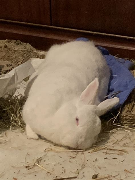 1 best u/sassy-bunny images on Pholder | Please meet my derpy son, Nido (full name Nidoran)