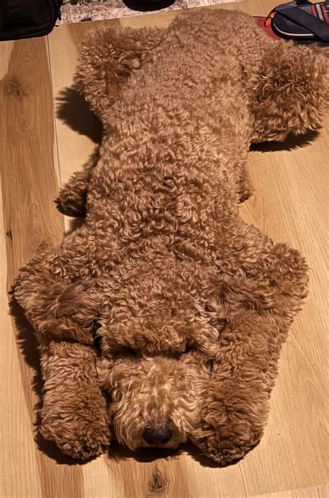 Dukes way of telling me to call out sick : r/Goldendoodles