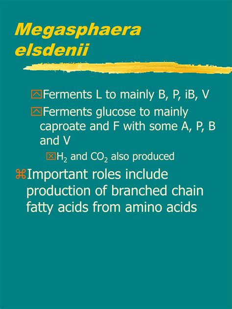 PPT - The rumen PowerPoint Presentation, free download - ID:1221797