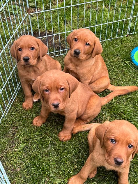 Fox Red Labrador Puppies - Guilford, CT Patch