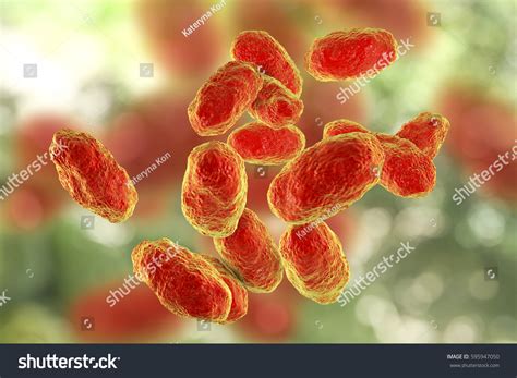 Haemophilus Influenzae Type B Gram Stain