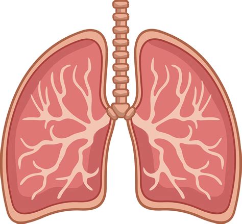 Free Lung Clipart, Download Free Lung Clipart png images, Free ClipArts ...