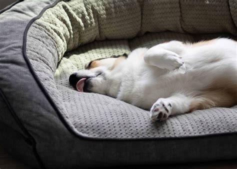 Why Do Dogs Lick Their Beds