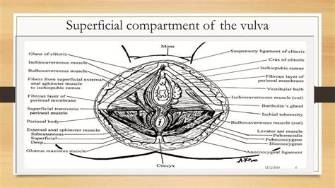 Anatomy of female pelvis & genital organs | PPTX