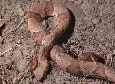 Download "Copperhead Snake - A Daring Predator Despite Its Colorful ...