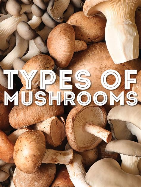 Fungi Types With Examples at Sara Sugerman blog
